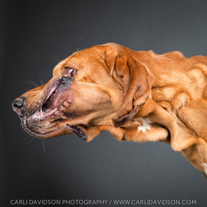 社区盾赛程吃紧，新奥尔良鹈鹕集结日刷新队史纪录，媒体盛赞，训练强度明显提升的简单介绍